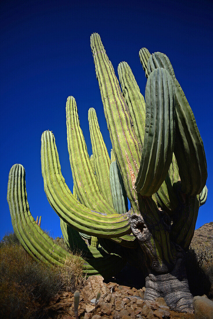 Ein großer mexikanischer Riesenkardonkaktus (Pachycereus pringlei) auf der Isla Santa Catalina, Baja California Sur, Mexiko.