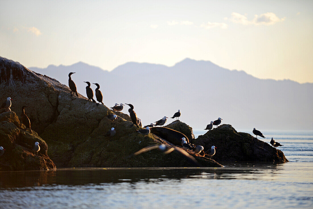 Heermanns Möwen (Larus heermanni) und Brandts Kormorane (Phalacrocorax penicillatus) in der Sea of Cortez, Mexiko