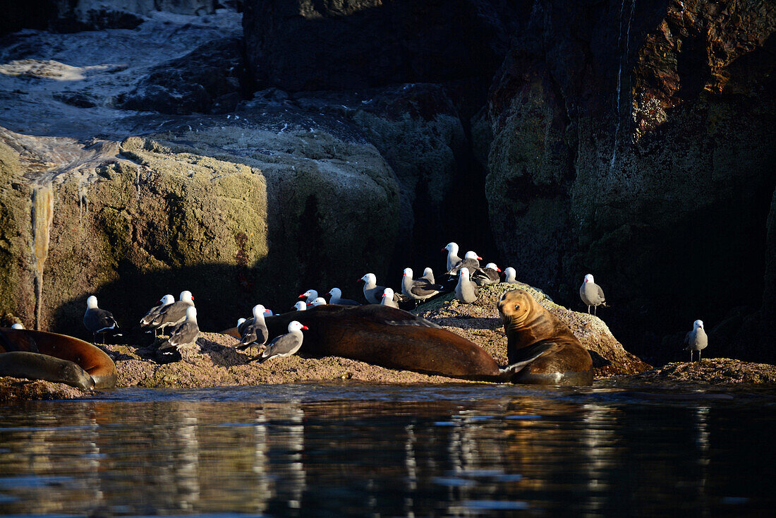 Kalifornische Seelöwen (Zalophus californianus) und Heermanns Möwen (Larus heermanni) an der Küste, Isla Rasa, Baja California, Mexiko.