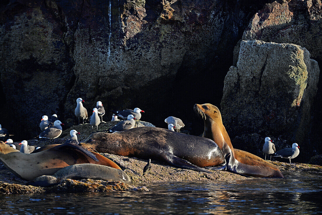 California sea lions (Zalophus californianus) and Heermann's gulls (Larus heermanni) on shore, Isla Rasa, Baja California, Mexico.
