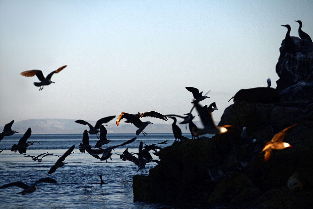 Flock of Heermann's Gulls (Larus heermanni) in the middle Gulf of California (Sea of Cortez), Mexico