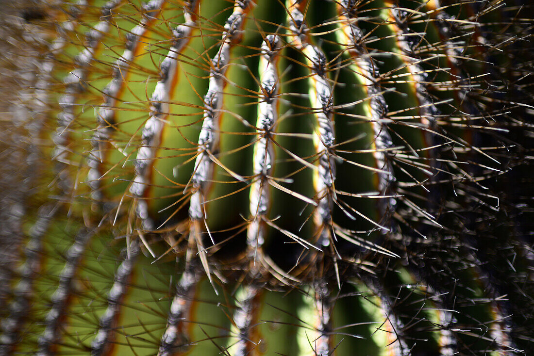 Endemischer Riesentonnenkaktus (Ferocactus diguetii), Isla Santa Catalina, Golf von Kalifornien (Sea of Cortez), Baja California Sur, Mexiko, Nordamerika