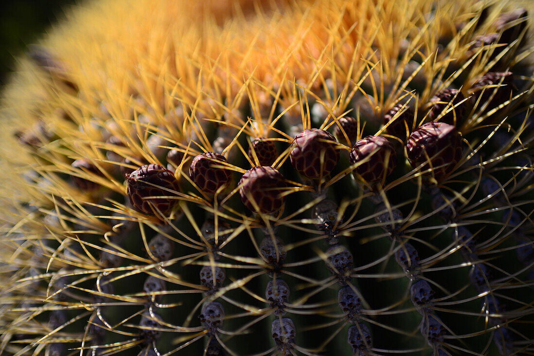 Endemic giant barrel cactus (Ferocactus diguetii), Isla Santa Catalina, Gulf of California (Sea of Cortez), Baja California Sur, Mexico, North America