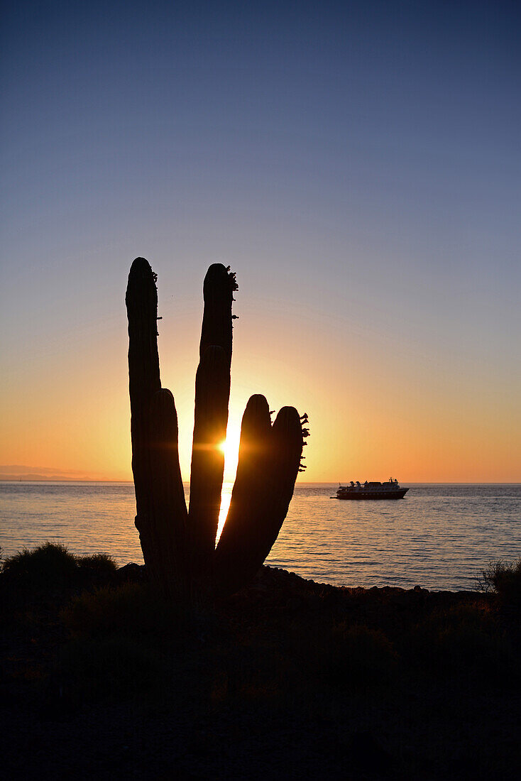 Mexikanischer Riesenkardonkaktus (Pachycereus pringlei) und Kreuzfahrtschiff bei Sonnenuntergang auf der Isla San Esteban, Baja California, Mexiko.