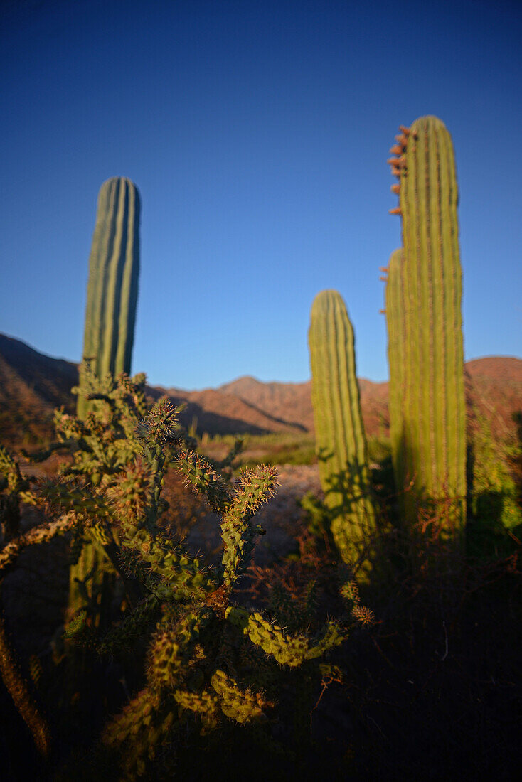 Mexican giant cardon cactus (Pachycereus pringlei) on Isla San Esteban, Baja California, Mexico.