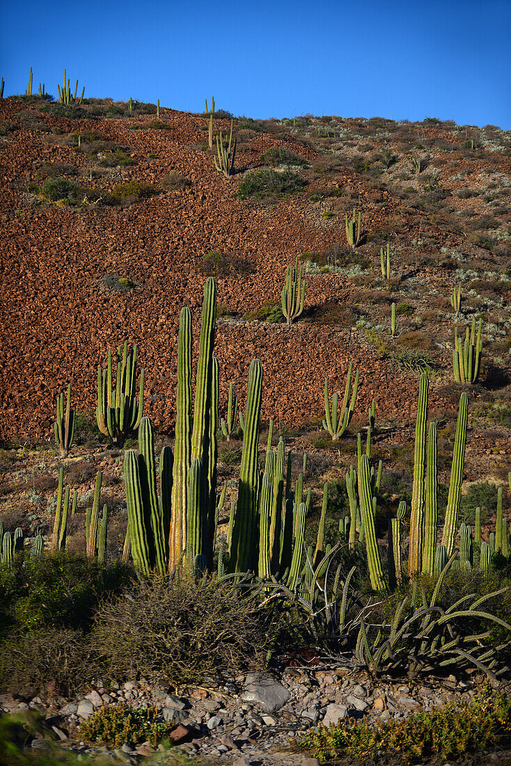 Mexikanischer Riesenkardonkaktus (Pachycereus pringlei) auf der Isla San Esteban, Baja California, Mexiko.