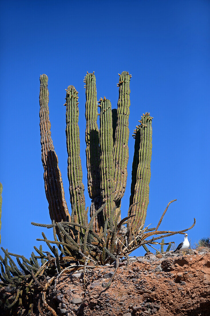 Mexikanischer Riesenkardonenkaktus (Pachycereus pringlei) auf der Isla San Esteban, Baja California, Mexiko.