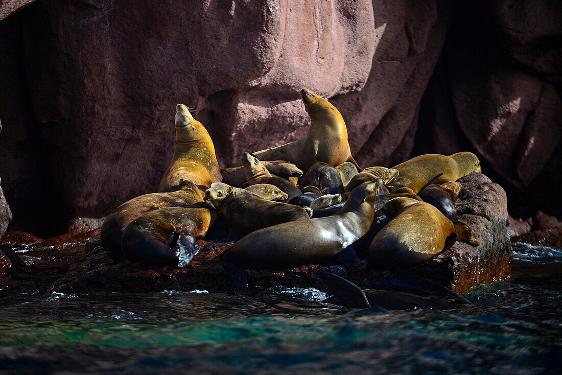 Kalifornische Seelöwen (Zalophus californianus) in Baja California Sur, Mexiko.