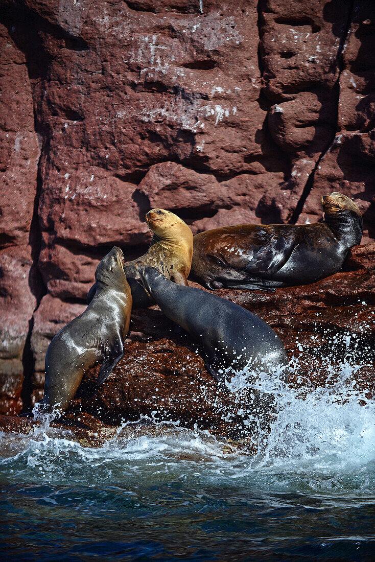 Kalifornische Seelöwen (Zalophus californianus) in Baja California Sur, Mexiko.