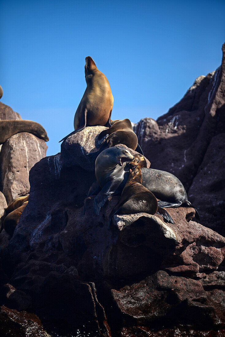 Kalifornische Seelöwen (Zalophus californianus) in Baja California Sur, Mexiko.