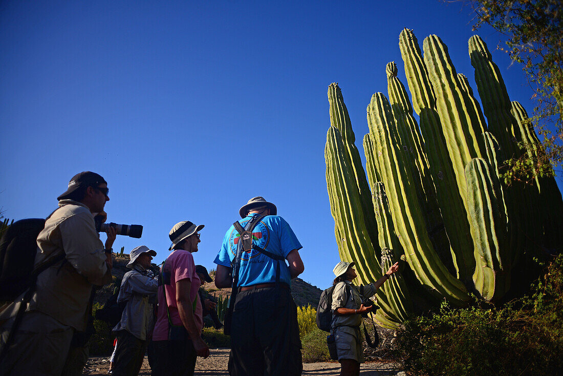 Besucher betrachten einen großen mexikanischen Riesenkardonkaktus (Pachycereus pringlei) auf der Isla Santa Catalina, Baja California Sur, Mexiko.