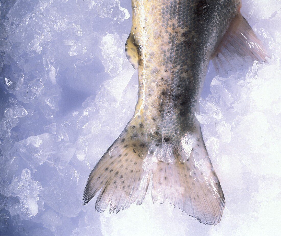 Schwanzstück einer rohen Forelle auf Eis