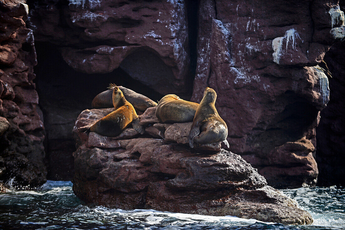 California sea lions (Zalophus californianus) in Baja California Sur, Mexico.