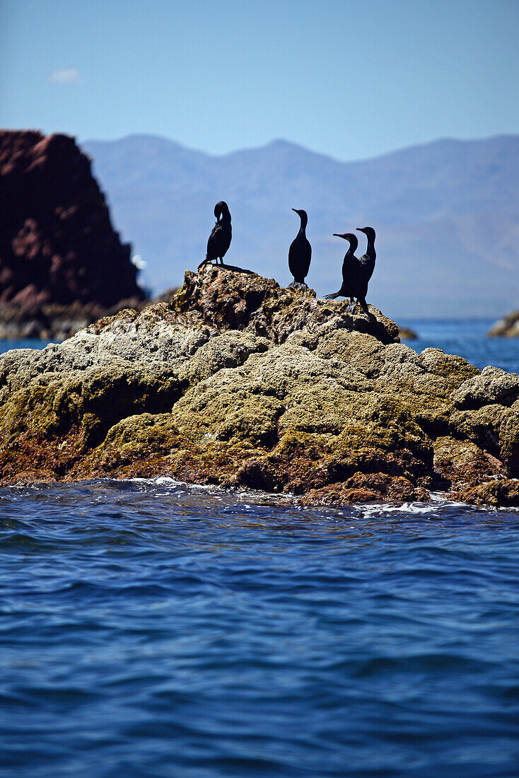 Brandts Cormorants (Phalacrocorax penicillatus) standing on coastal rocks, Baja California Sur, Mexico