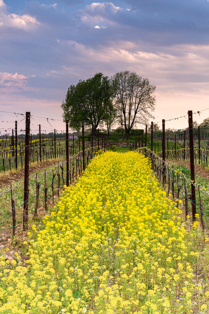 Frühling in Franciacorta, Provinz Brescia in der Lombardei, Italien, Europa.