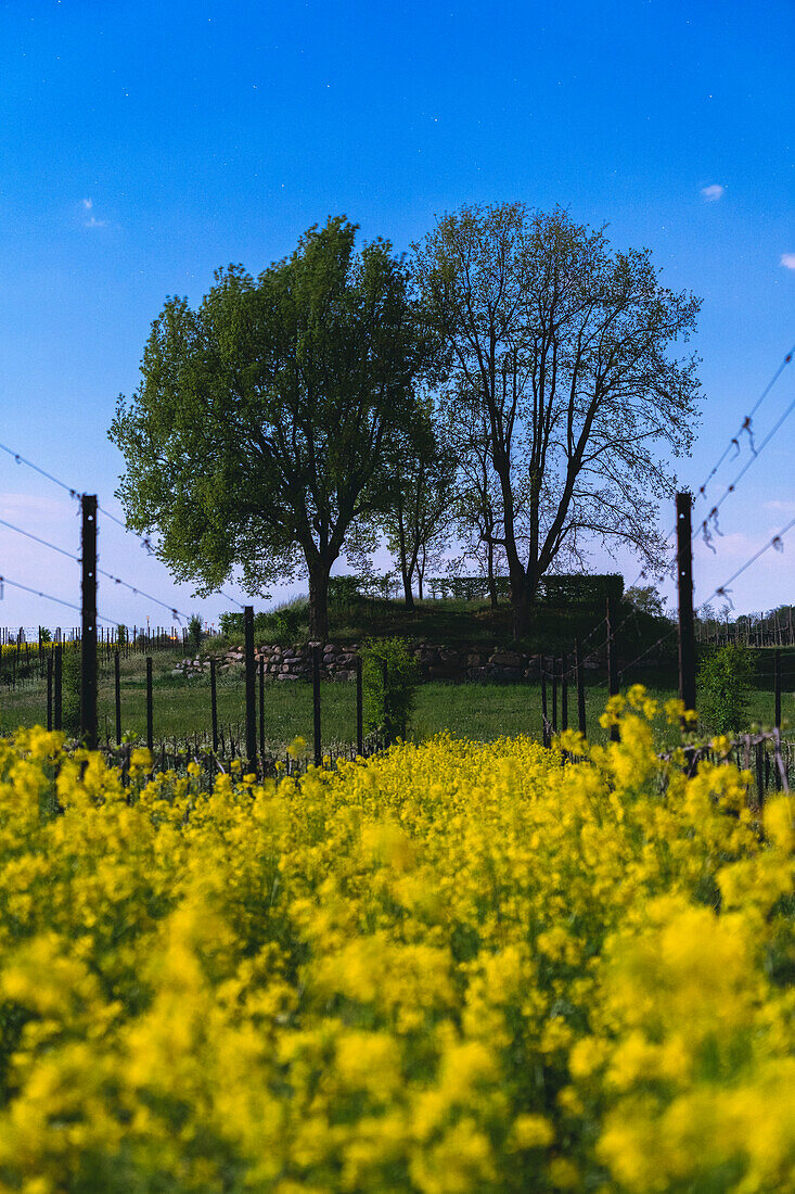 Frühling in Franciacorta, Provinz Brescia in der Lombardei, Italien, Europa.