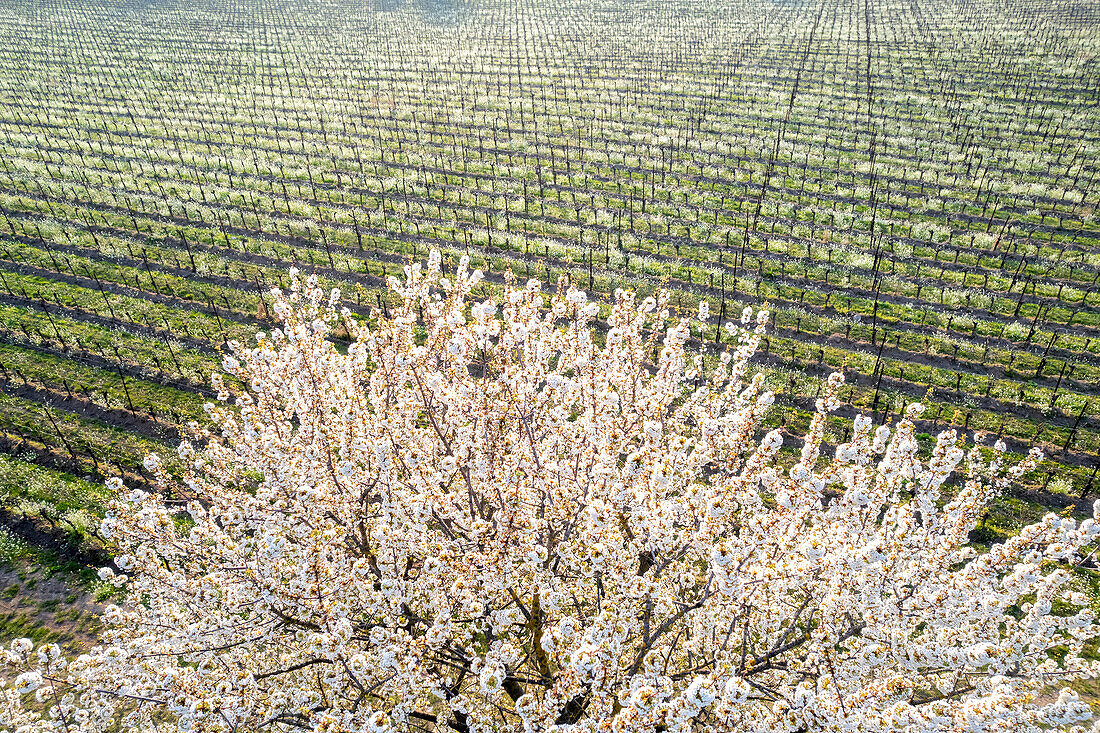 Baum Luftaufnahme in Franciacorta, Provinz Brescia in der Lombardei, Italien.