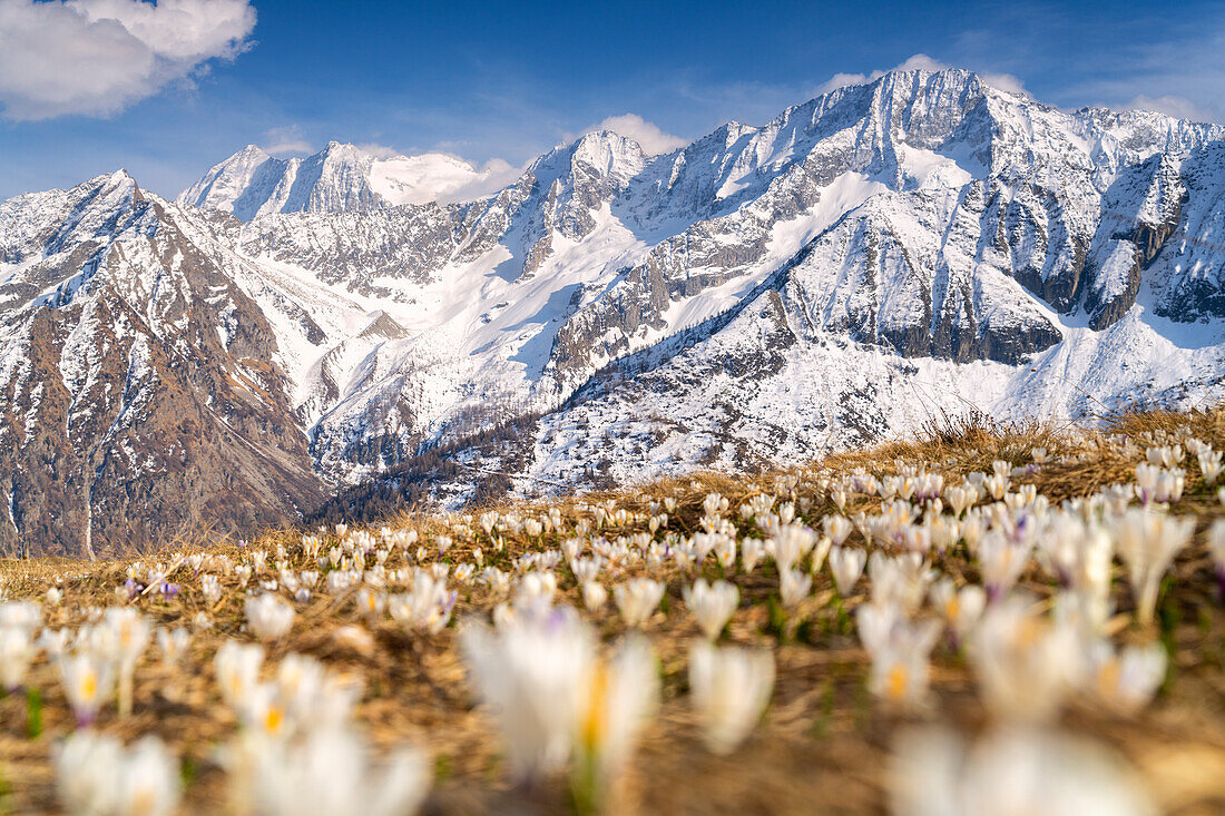 Spring season in Tonale pass, Trentino alto Adige, Italy, Europe.