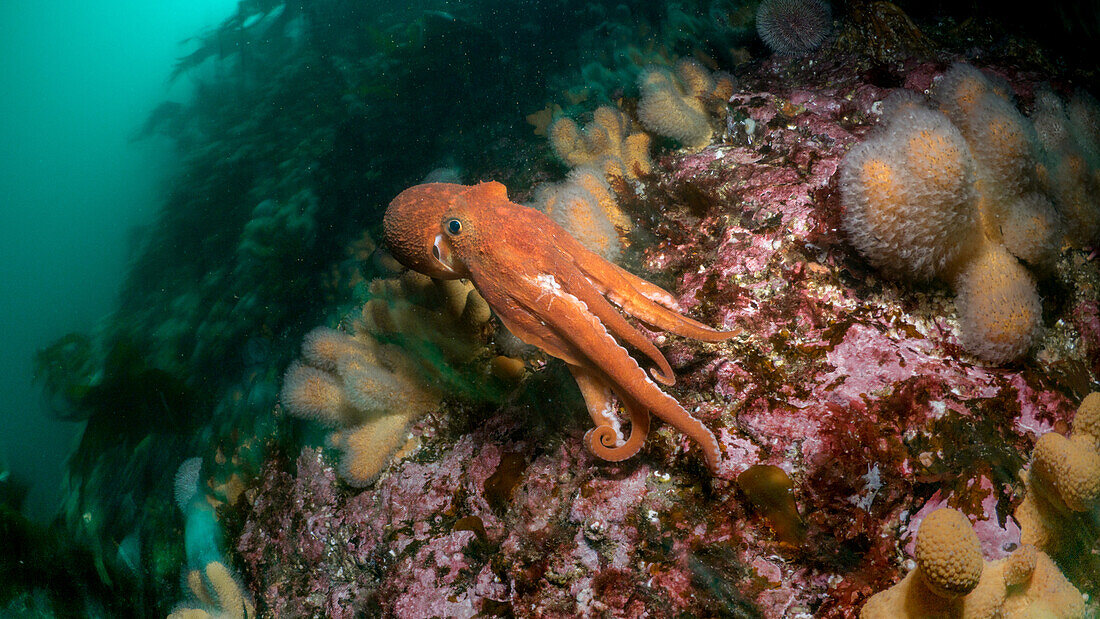 Gekräuselter Oktopus (Eledone cirrhosa) schwimmt von einem felsigen Riff, das mit toten Fingern (Alcyonium digitatum) bedeckt ist, in die grünen gemäßigten Gewässer des Nordostatlantiks.