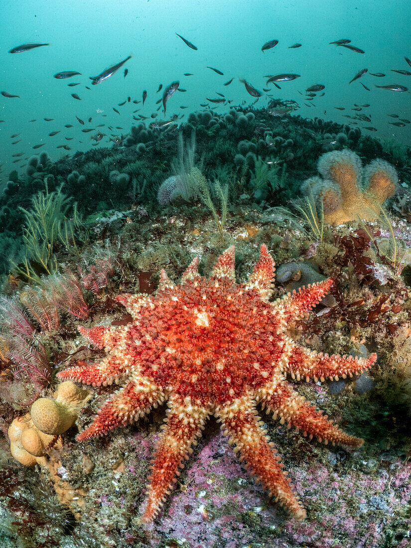 Ein großer Gemeiner Sonnenstern sitzt auf einem gemäßigten Riff, umgeben von toten Fingern, Byrozoen und Fischen.