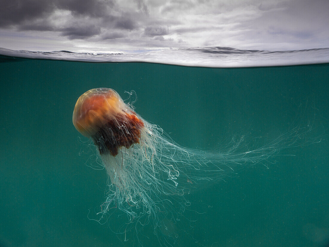 A large Lion's Mane Jellyfish (Cyanea Capillata) with flowing tentacles under the cloudy sky of the Isle of Coll, Scotland