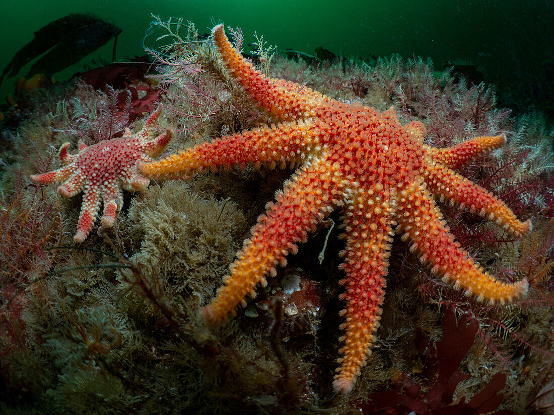 Two large common sunstars move through the kelp of Kinlochbervie, North East Scotland.