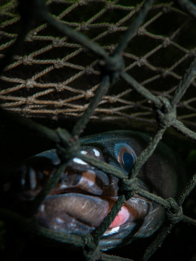 A conger eel (Conger Conger) peers out from the net of a lobster pot.