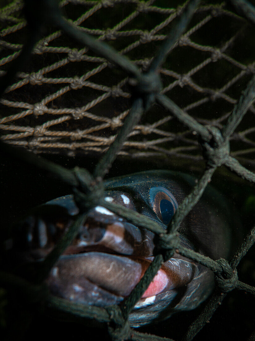 Ein Meeraal (Conger Conger) lugt aus dem Netz eines Hummerkastens hervor.
