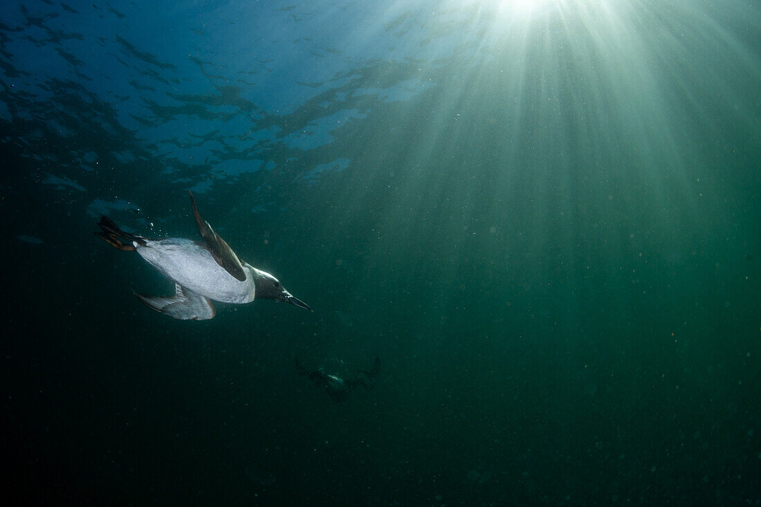 Trottellumme (Uria Aalge) beim Tauchen unter Wasser in St. Abbs, Schottland, bei blauem Himmel und Sonnenlicht über ihr.