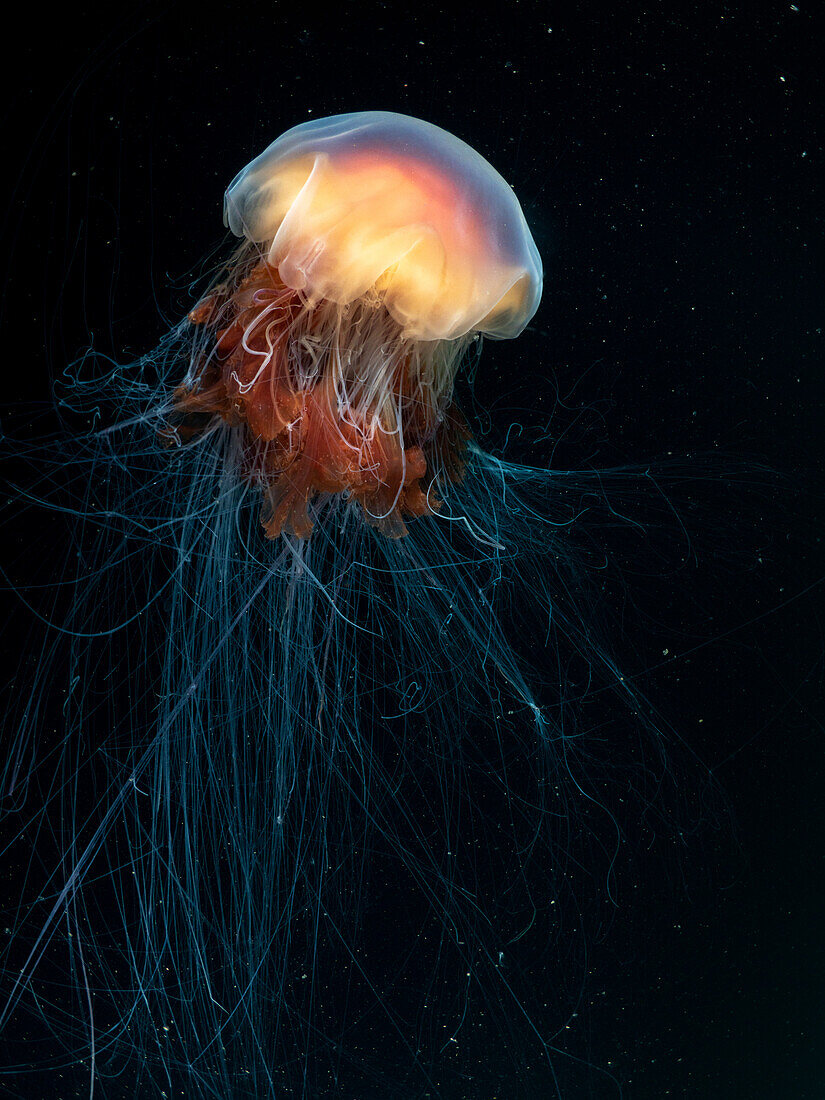 A lion's mane jellyfish (Cyanea capillata) with lengthy flowing tentacles photographed against the black background of the dark north east atlantic.