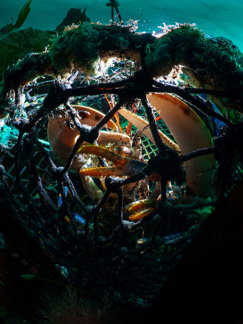 Multiple claws of the Common Lobster (Homarus Gammarus) protrude through the net of a lobster pot in Kinlochbervie, Scotland.