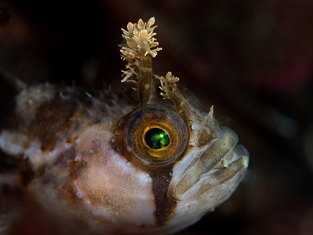 Closeup of a Yarrell's Blenny with prominent fringed tentacles above the eye. Lochcarron, Scotland.