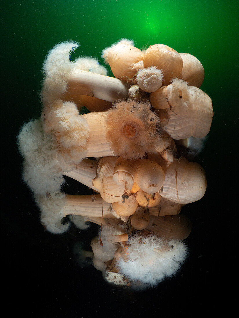 Plumose Anemones (metridium senile) in the cold waters of Armucknish Bay, Scotland which are rich in phytoplankton. The sun shines through the water above.