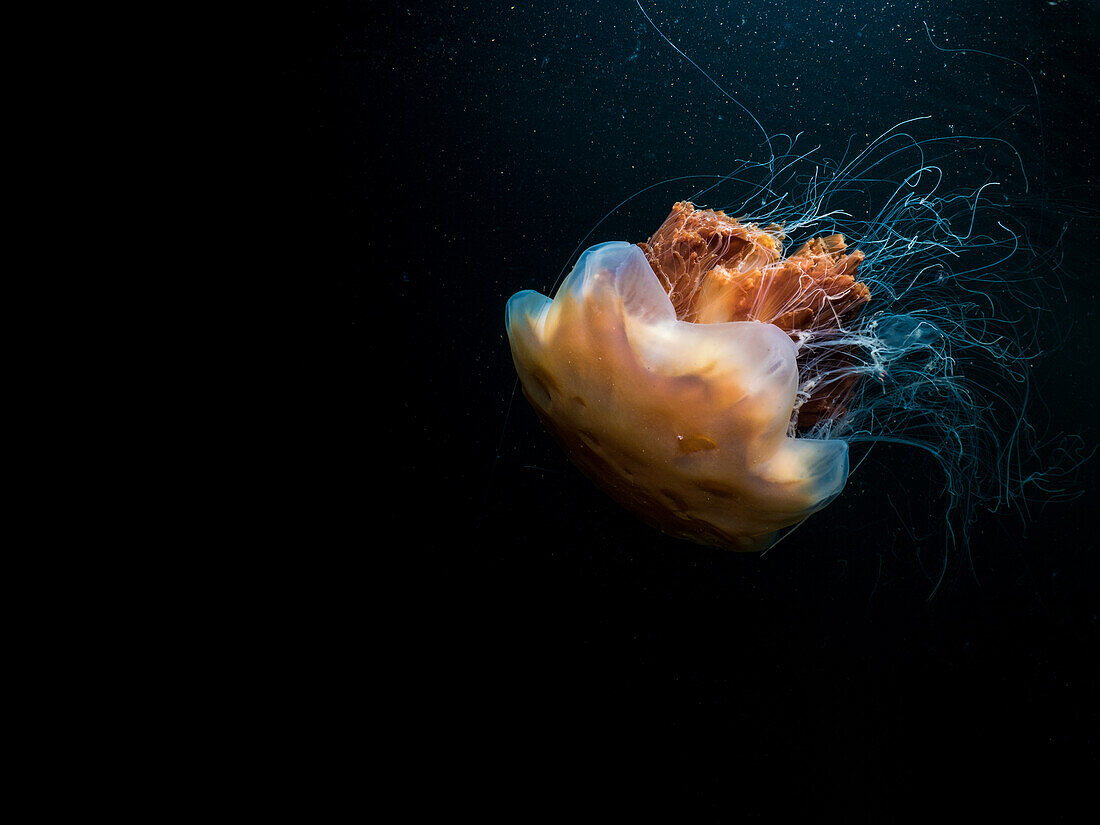 Eine Löwenmähnen-Qualle (Cyanea capillata) schwimmt durch schwarzes Wasser.