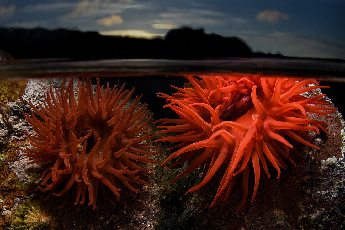 Two beadlet anemones, one a brilliant red colour, in a rockpool with the water line visible and sunset in the background.