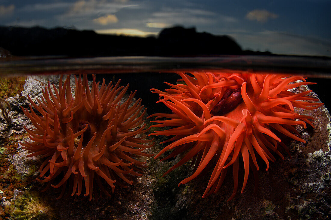 Zwei Perlenanemonen, eine davon leuchtend rot, in einem Felsenbecken mit sichtbarer Wasserlinie und Sonnenuntergang im Hintergrund.