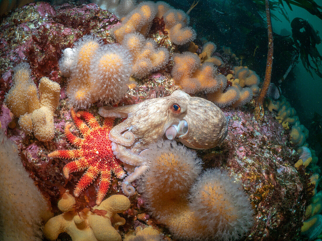 Curled Octopus (Eledone cirrhosa) on a cold water reef with a common sunstar (Crossaster papposus) and the soft coral dead man's fingers (Alcyonium digitatum) and a background of kelp. Sutherland, Scotland.