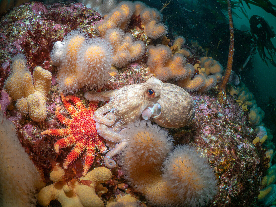 Gekräuselter Oktopus (Eledone cirrhosa) an einem Kaltwasserriff mit einem Gewöhnlichen Sonnenstern (Crossaster papposus) und der Weichkoralle Tote Finger (Alcyonium digitatum) vor einem Hintergrund aus Seetang. Sutherland, Schottland.