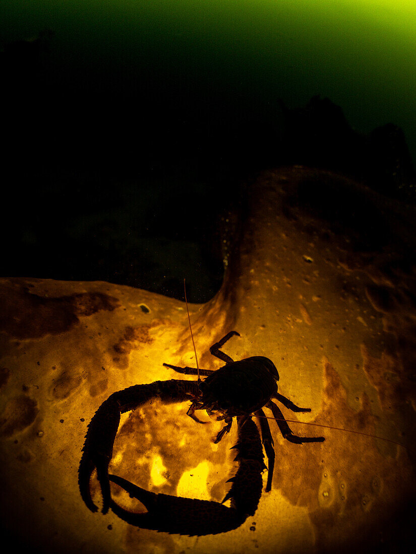 A squat lobster Galathea Strigosa sitting on kelp and lit from below creating a silhouette. Green phytoplankton rich water is visible in the background. Loch Leven, Scotland.