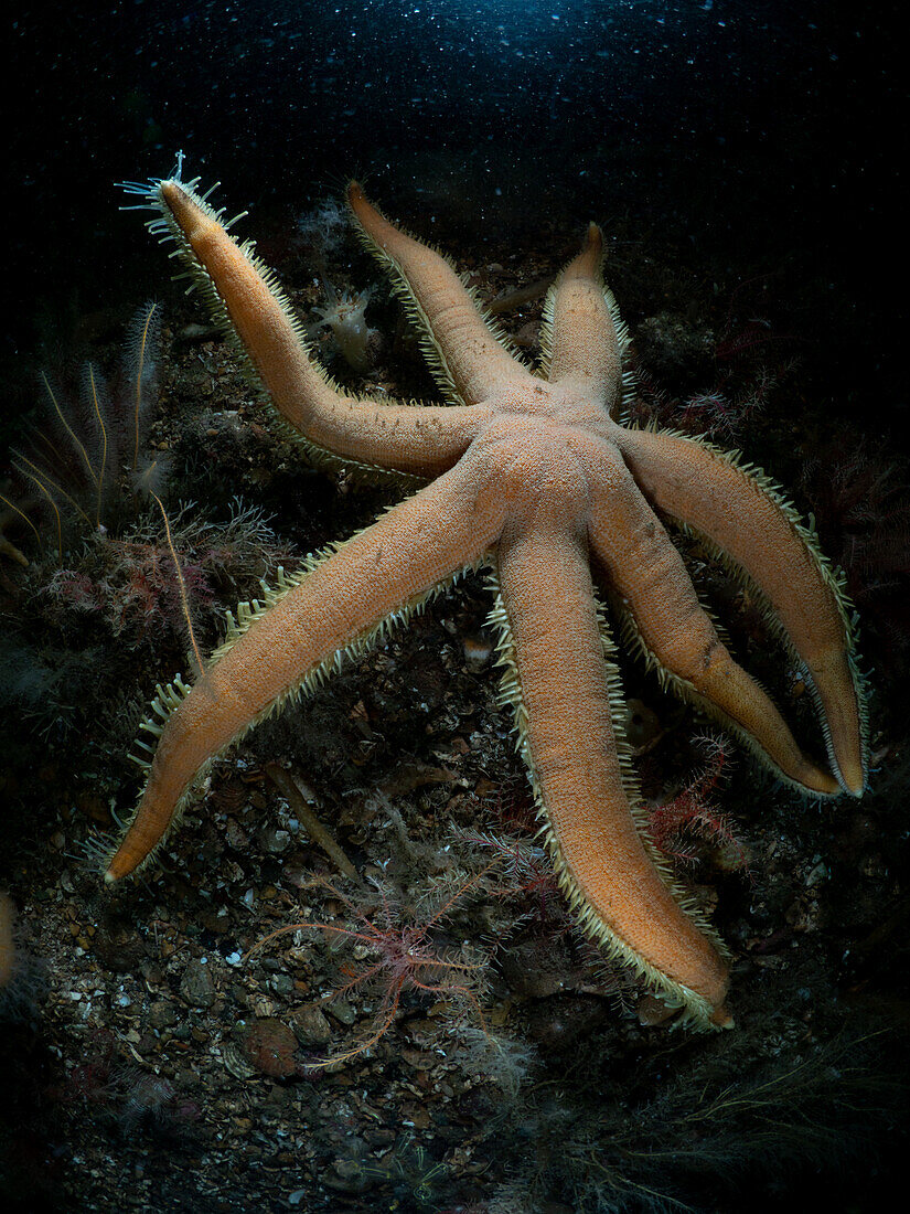A Seven Armed Starfish Luidia ciliaris) raises it's arm showing sticky tubed feet. It sits in the darkness of the seabed around he Garvellach islands in Scotland.