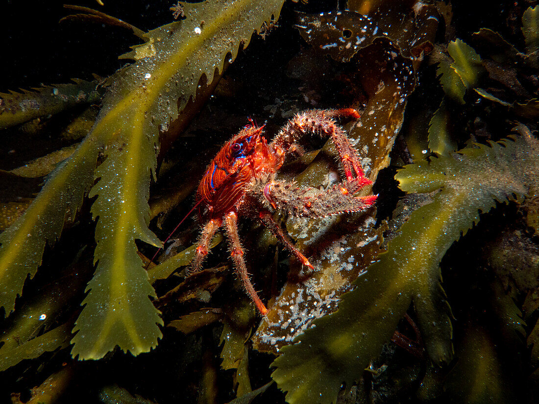 A red short clawed squat lobster (Galathea Strigosa) among the green and brown seaweed of Loch Fyne, Scotland.