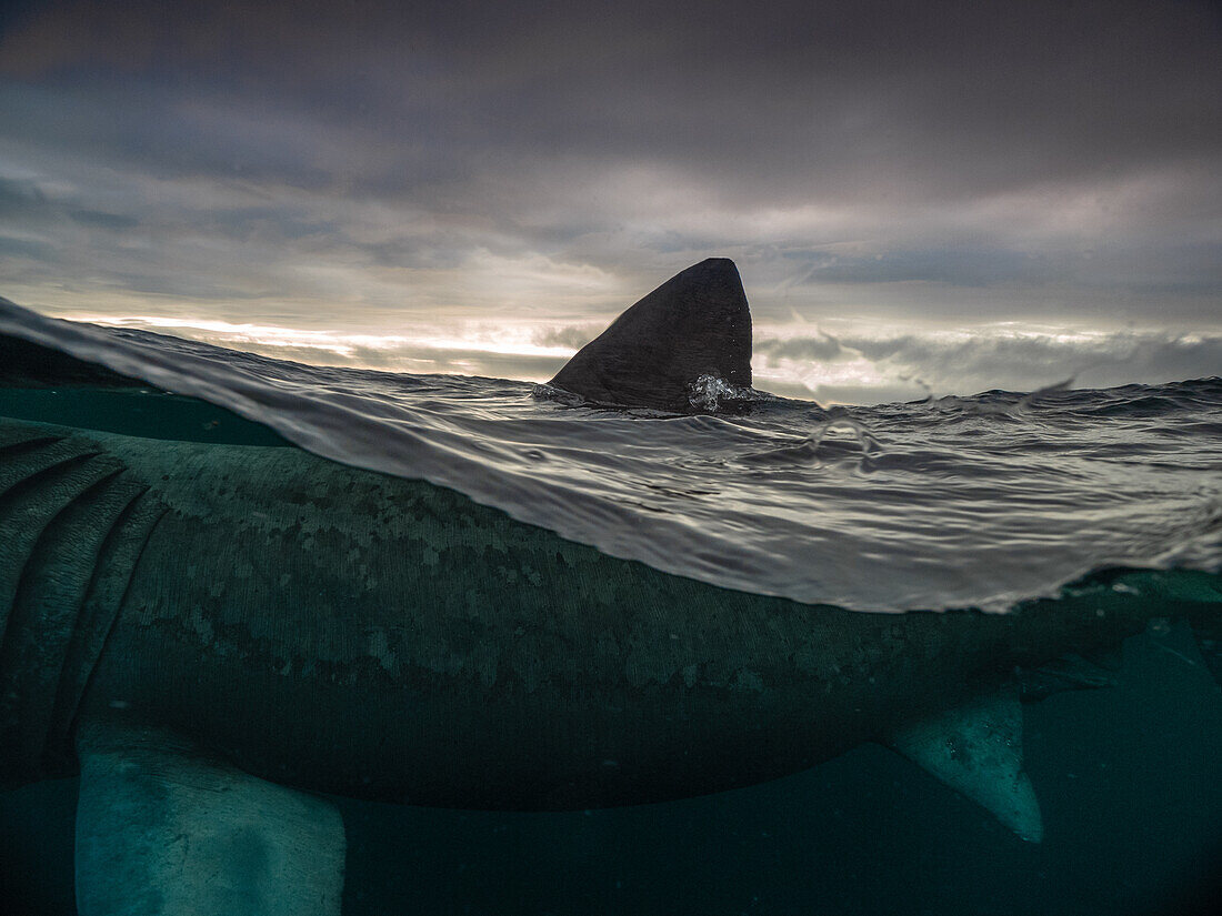 Eine geteilte Aufnahme des Riesenhais (Cetorhinus maximus) mit aus dem Wasser ragender Rückenflosse und stimmungsvollen Wolken im Hintergrund.