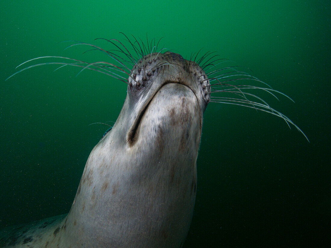 Eine Kegelrobbe (Halichoerus grypus) zeigt ihre Schnurrhaare, Nase und Maul vor grünem, phytoplanktonreichem Wasser im Hintergrund. Farne-Inseln, England.