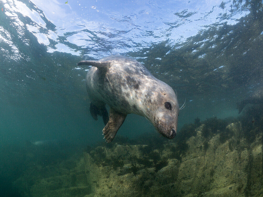 Grey Seal (Halichoerus grypus) against a background of clear waters, sky and barnacle covered rocks. Farne Islands, Northumberland, England.