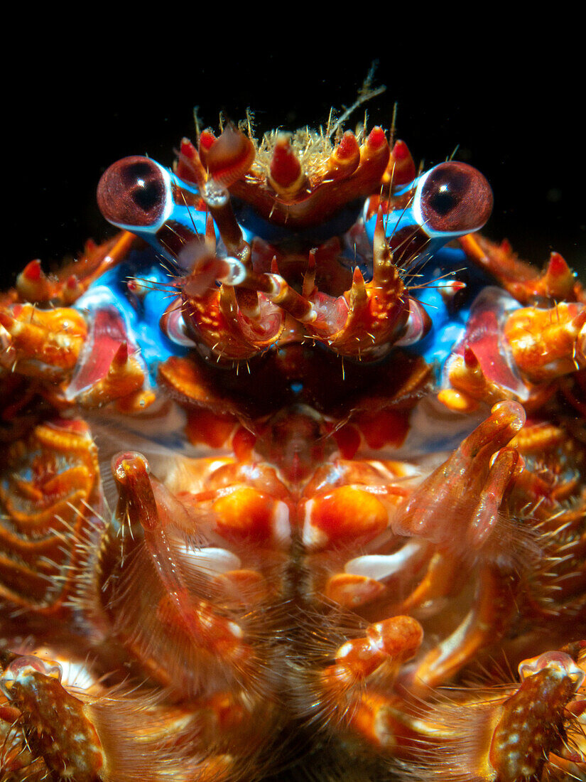 A study of the face of the Spiny Squad Lobster (Galathea Strigosa) showing the eyes, mandibles and mouth. Loch Fyne, Scotland.