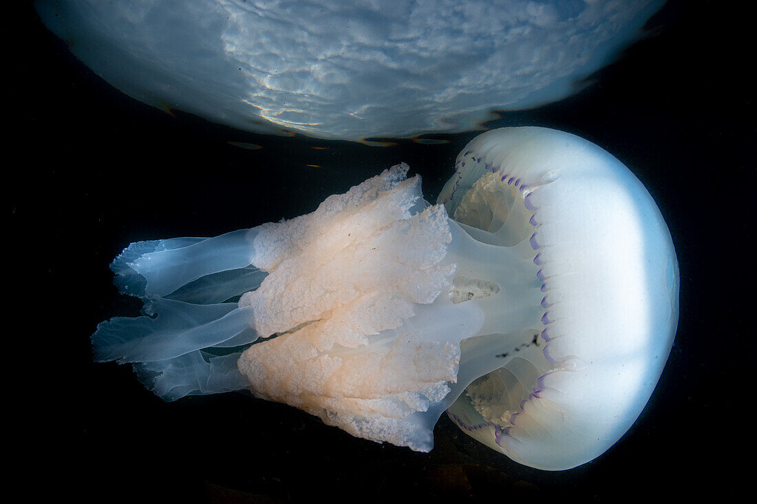 Barrel Jellyfish (rhizostoma pulmo), aufgenommen unter Wasser mit Blick durch das "Snell's Window" auf die Wolken darüber. Ayrshire, Schottland.
