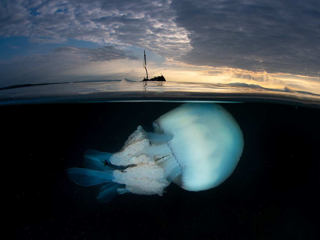 Split shot of a large barrel jellyfish (Rhizostoma pulmo) with the wreck of the small steam ship Kaffir in the background. A moody cloudy sky with textured clouds is above. Ayr, Scotland.