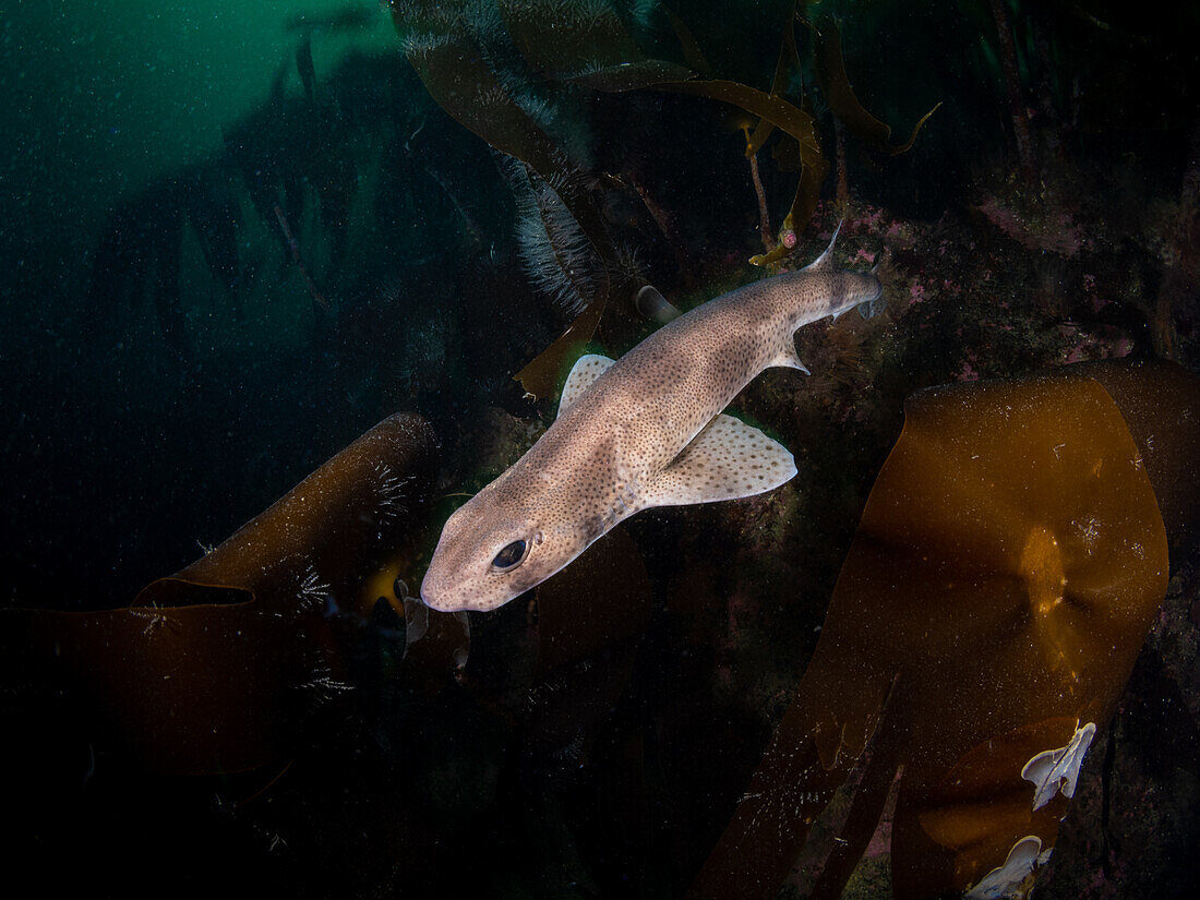 Smallspotted Catshark (also known as lesser spotted Dogfish) - Scyliorhinus canicula - swimming over the temperate kelp forest of north west Scotland.