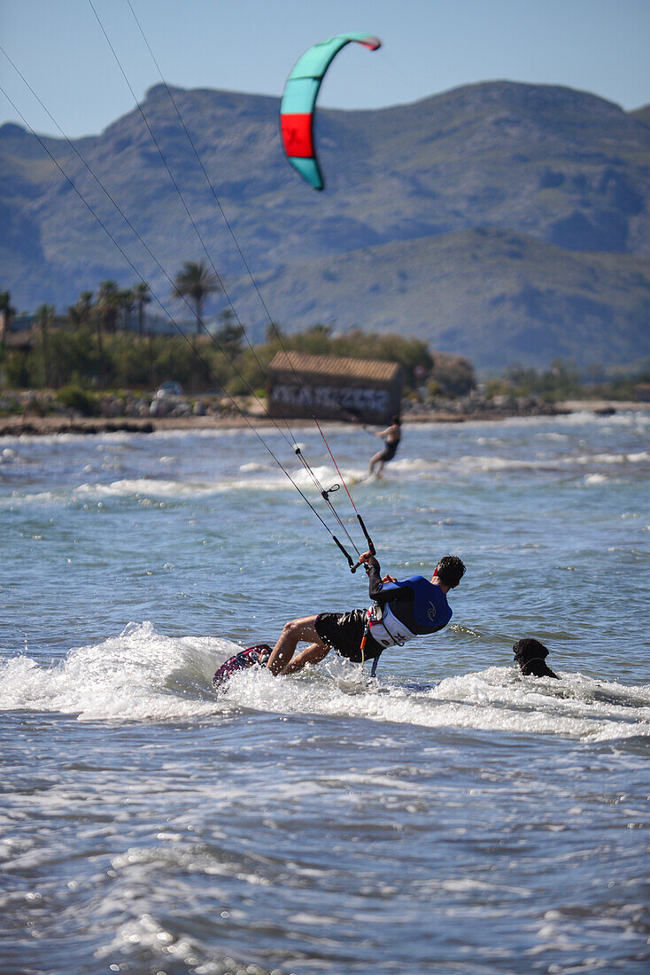 Kite surfer chased by dog in Port de Pollenca spot, Mallorca, Spain