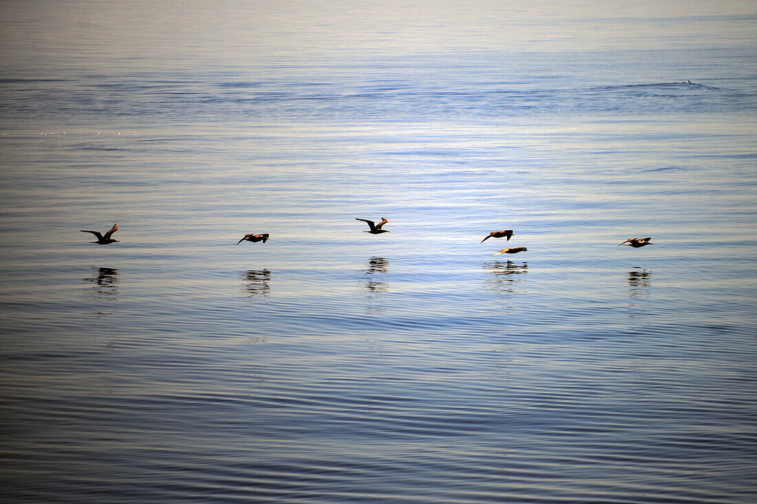 Flock of birds fly in line formation, Sea of Cortez, Baja California, Mexico